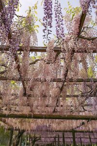 天王川公園の藤　5月の夏の花　愛知県津島市の観光・撮影スポットの画像と写真