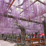 天王川公園の藤　5月の夏の花　愛知県津島市の観光・撮影スポットの画像と写真