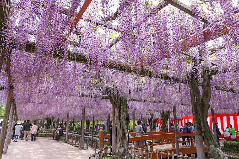 天王川公園の藤　5月の夏の花　愛知県津島市の観光・撮影スポットの画像と写真