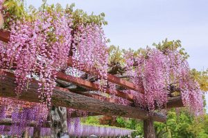 天王川公園の藤　5月の夏の花　愛知県津島市の観光・撮影スポットの画像と写真