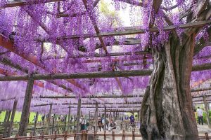 天王川公園の藤　5月の夏の花　愛知県津島市の観光・撮影スポットの画像と写真