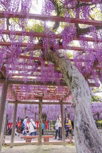天王川公園の藤　5月の夏の花　愛知県津島市の観光・撮影スポットの画像と写真