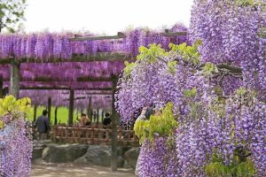 天王川公園の藤　5月の夏の花　愛知県津島市の観光・撮影スポットの画像と写真