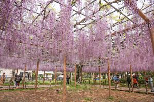 天王川公園の藤　5月の夏の花　愛知県津島市の観光・撮影スポットの画像と写真
