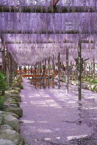 天王川公園の藤　5月の夏の花　愛知県津島市の観光・撮影スポットの画像と写真