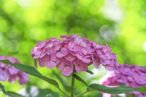 あじさい、鶴舞公園、6月の夏の花、名古屋市昭和区の観光・撮影スポットの画像と写真