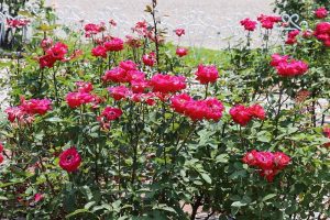 バラ　鶴舞公園　6月の夏の花　名古屋市昭和区の観光・撮影スポットの画像と写真
