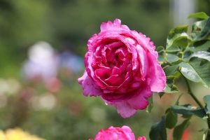 バラ、鶴舞公園、6月の夏の花、名古屋市昭和区の観光・撮影スポットの画像と写真
