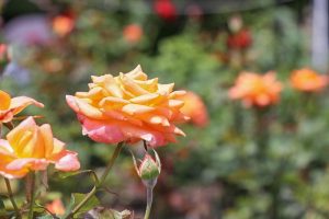 バラ、鶴舞公園、6月の夏の花、名古屋市昭和区の観光・撮影スポットの画像と写真