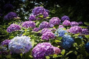 あじさい、鶴舞公園、6月の夏の花、名古屋市昭和区の観光・撮影スポットの画像と写真
