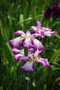 花しょうぶ、鶴舞公園　6月夏の花、名古屋市昭和区の観光・撮影スポットの名所