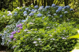 あじさい、鶴舞公園、6月の夏の花、名古屋市昭和区の観光・撮影スポットの画像と写真