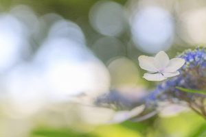 あじさい、鶴舞公園、6月の夏の花、名古屋市昭和区の観光・撮影スポットの画像と写真