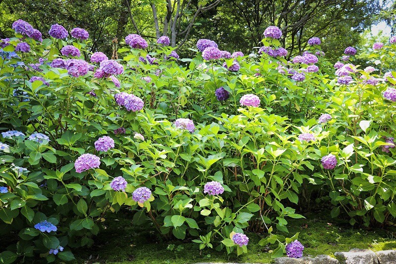 あじさい、鶴舞公園、6月の夏の花、名古屋市昭和区の観光・撮影スポットの画像と写真