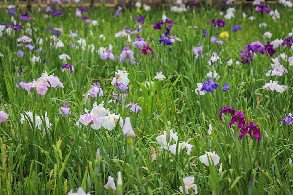 花しょうぶ、鶴舞公園　6月夏の花、名古屋市昭和区の観光・撮影スポットの名所