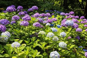 あじさい、鶴舞公園、6月の夏の花、名古屋市昭和区の観光・撮影スポットの画像と写真