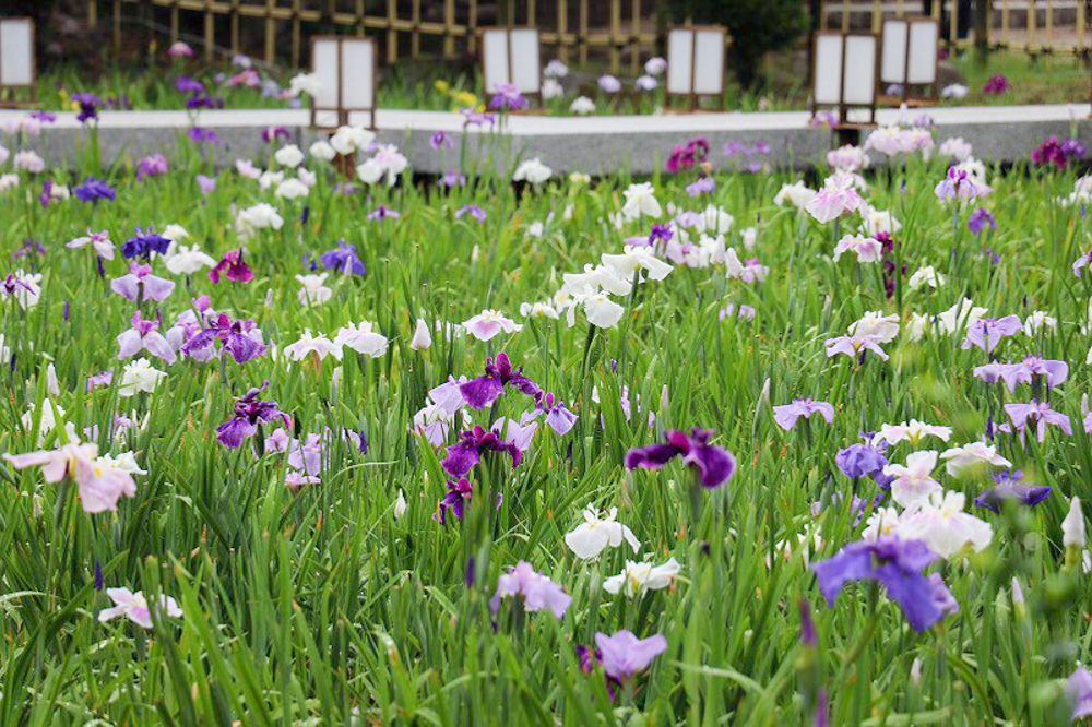 花しょうぶ、鶴舞公園　6月夏の花、名古屋市昭和区の観光・撮影スポットの名所