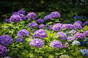あじさい、鶴舞公園、6月の夏の花、名古屋市昭和区の観光・撮影スポットの画像と写真