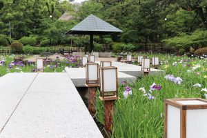 花ショウブ　鶴舞公園　夏の花　6月　名古屋市昭和区の観光・撮影スポットの名所