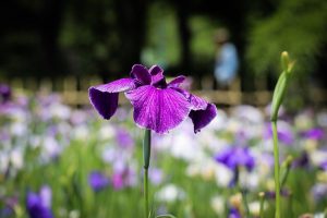 花しょうぶ、鶴舞公園　6月夏の花、名古屋市昭和区の観光・撮影スポットの名所