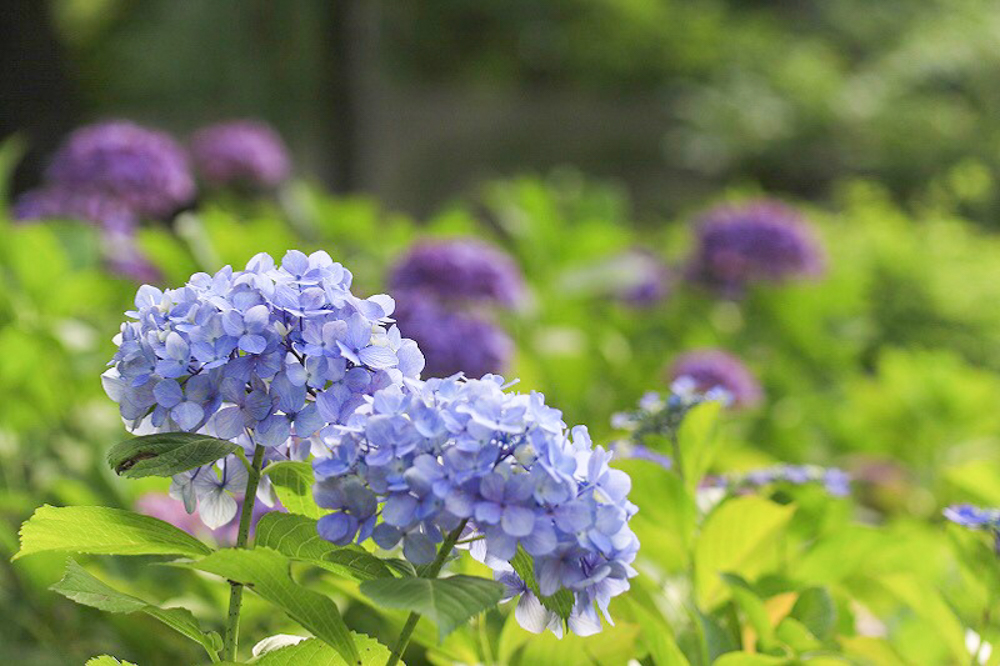 あじさい、鶴舞公園、6月の夏の花、名古屋市昭和区の観光・撮影スポットの画像と写真