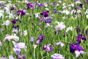 花しょうぶ、鶴舞公園　6月夏の花、名古屋市昭和区の観光・撮影スポットの名所