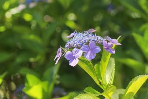 あじさい、鶴舞公園、6月の夏の花、名古屋市昭和区の観光・撮影スポットの画像と写真