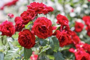 バラ、鶴舞公園、6月の夏の花、名古屋市昭和区の観光・撮影スポットの画像と写真