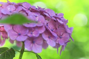 あじさい、鶴舞公園、6月の夏の花、名古屋市昭和区の観光・撮影スポットの画像と写真