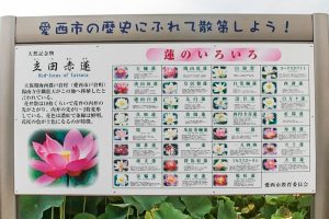 赤蓮保存田（ハス）7月の夏の花愛知県愛西市の観光・撮影スポットの写真と画像