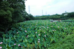 星名池、ハス、7月の夏の花、愛知県大府市の観光・撮影スポットの画像と写真