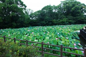 星名池、ハス、7月の夏の花、愛知県大府市の観光・撮影スポットの画像と写真