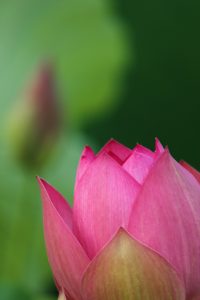 星名池、ハス、7月の夏の花、愛知県大府市の観光・撮影スポットの画像と写真