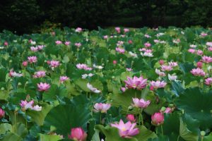 星名池、ハス、7月の夏の花、愛知県大府市の観光・撮影スポットの画像と写真
