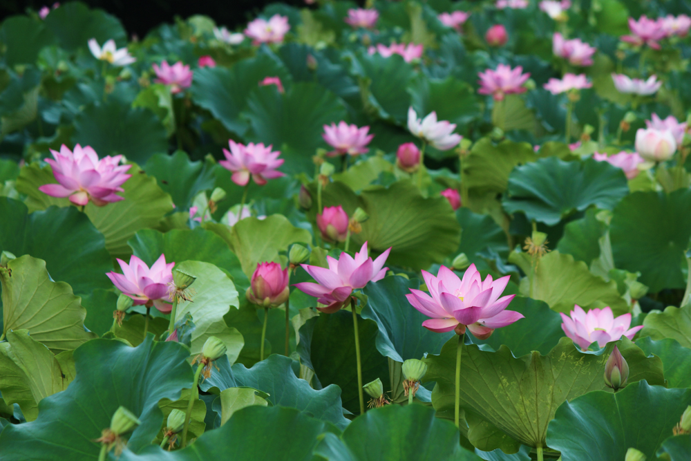 星名池、ハス、7月の夏の花、愛知県大府市の観光・撮影スポットの画像と写真