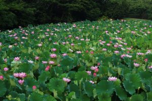星名池、ハス、7月の夏の花、愛知県大府市の観光・撮影スポットの画像と写真