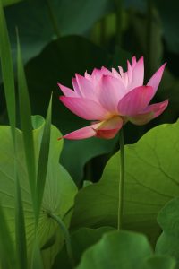 星名池、ハス、7月の夏の花、愛知県大府市の観光・撮影スポットの画像と写真