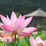 星名池、ハス、7月の夏の花、愛知県大府市の観光・撮影スポットの画像と写真