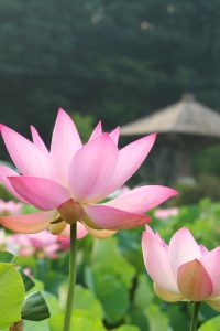 星名池、ハス、7月の夏の花、愛知県大府市の観光・撮影スポットの画像と写真