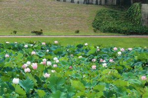 愛知健康の森公園、ハス、7月の夏の花、愛知県大府市の観光・撮影スポットの画像と写真
