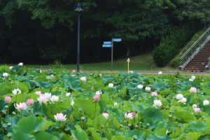 愛知健康の森公園、ハス、7月の夏の花、愛知県大府市の観光・撮影スポットの画像と写真