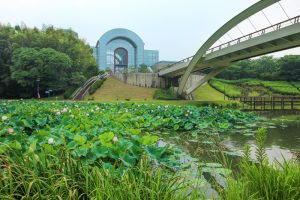 愛知健康の森公園、ハス、7月の夏の花、愛知県大府市の観光・撮影スポットの画像と写真
