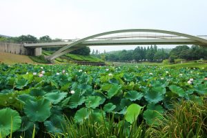 愛知健康の森公園、ハス、7月の夏の花、愛知県大府市の観光・撮影スポットの画像と写真