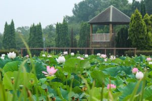 愛知健康の森公園、ハス、7月の夏の花、愛知県大府市の観光・撮影スポットの画像と写真