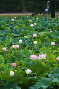 愛知健康の森公園、ハス、7月の夏の花、愛知県大府市の観光・撮影スポットの画像と写真