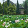 愛知健康の森公園、ハス、7月の夏の花、愛知県大府市の観光・撮影スポットの画像と写真