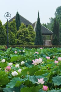 愛知健康の森公園、ハス、7月の夏の花、愛知県大府市の観光・撮影スポットの画像と写真