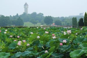 愛知健康の森公園、ハス、7月の夏の花、愛知県大府市の観光・撮影スポットの画像と写真