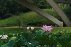 愛知健康の森公園、ハス、7月の夏の花、愛知県大府市の観光・撮影スポットの画像と写真
