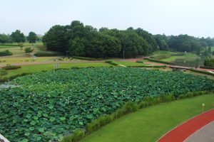 愛知健康の森公園、ハス、7月の夏の花、愛知県大府市の観光・撮影スポットの画像と写真